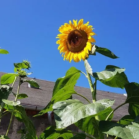 דירה Hossies Hof - Luxus Scheune *